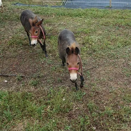 Gospodarstwo wiejskie La Concordia Serravalle Pistoiese